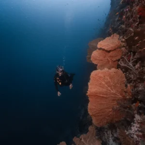Rescue Diver